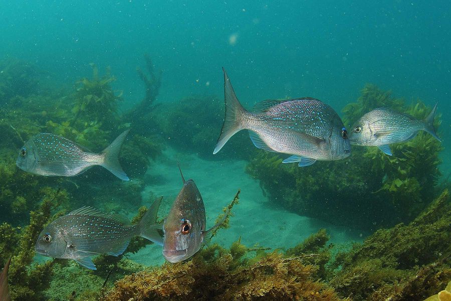 NZ snapper in Marine Reserve